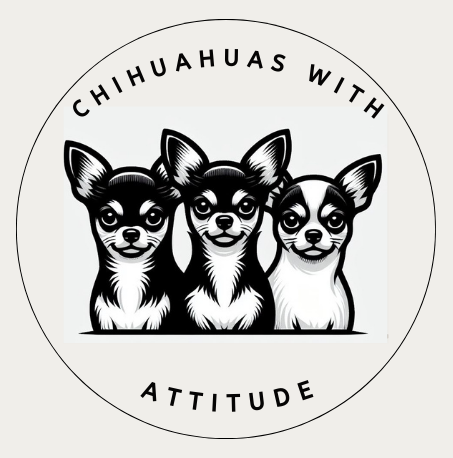 Chihuahuas With Attitude
